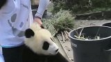 大熊猫：作为国宝我也是要面子的啊！