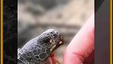 乌龟咬住手以后怎么办
