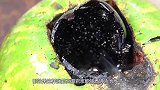 高温岩浆能煮沸泳池水吗？外国小哥亲自尝试，全程高能别眨眼！