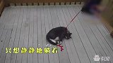 脑洞大开的喵星人被自己吓疯了