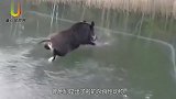 男子山上捡到“野猪”放进猪圈喂养，半年后变化巨大