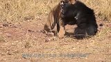 老虎偷袭巨型野猪，一场生死大战即将开始，镜头记录全过程