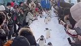 哈尔滨极地公园企鹅出街，一男子直喊我要充Q币