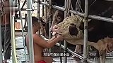 活牛2分钟被强行灌水近50升！东莞通报：供应商等5人被控制