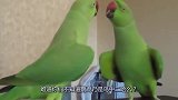 小鹦鹉超喜欢猫咪非要给它唱歌，看猫咪的表情，忍住别笑