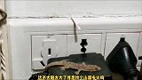 搞笑配音：网上新买的手表，图片挺好，怎么一走起来这么尴尬呢！