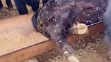 好家伙这是全村人都出来抓鱼了