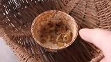 法国乡村的一只宠物狗，居然能卖到10万美元，你敢信吗！？