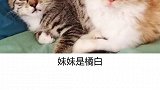 猫咪毛色 讲解员今天教你通过猫妈妈猫爸爸毛色推断小猫的毛色。