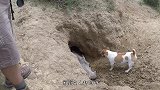 十几条猎犬围住一棵树狂吠，主人朝树上一看，瞬间不淡定了