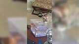 猫咪看见鱼缸里的小鱼，好奇的在一边观看着，真是太可爱了！