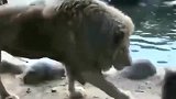 中华田园犬：只要胆子够大，后面的雄狮也能被我征服！