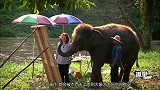 会画画的大象，可接受私人定制，还是动物保护组织的一员
