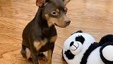 主人喜欢大熊猫啵啵乐不乐意了，它的反应成精了，好聪明的狗狗