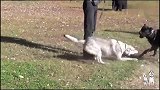 当凶猛的卡斯罗遇到狼，网友：不愧是猛犬