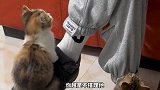 猫为什么更喜欢男生，却讨厌女生？