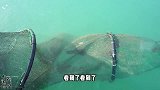 南澳的海水清澈见底，收网时发现一条特大的石斑，鱼身宽厚饱满