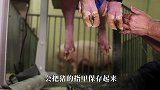 “猪的传奇人生”全身都是宝，镜头记录全过程