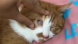 猫：别动我眼睛，我已经睡着了！
