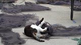 三色猫一家子在鱼网上玩耍，把渔网往自己上缠，喜欢闻鱼腥味吗