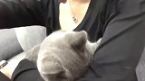 男友说不给养猫，今天回来跟它说不要它，它在我手臂上哭！