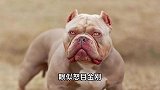 狗中猪八戒了解一下，很丑，但确实很温柔