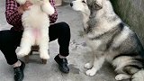 奶奶吐槽狗宝是婴儿肥，看洛洛什么反应，结果搞笑了
