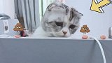 捉弄自己的猫咪，主人你的良心不会痛吗