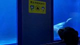 白鲸：就这么一眼，我就认定你了