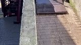 被赶赴屠宰场的二师兄，面对无情的屠夫，它的内心该有多绝望