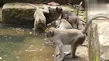 一只猴宝在潜水，另一只坏猴宝按住脑袋不松手
