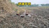 越南大叔利用红毛鸡捕捉野生红毛鸡