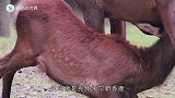 世界上罕见的神秘动物，这种长着獠牙的“吸血鹿”你们见过吗