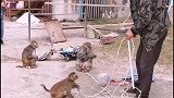 猴子学投球。