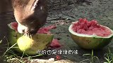 饲养员送大象一个大西瓜，大象想直接吞下，结果会怎样呢？