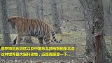 实拍野生东北虎爬树，近300公斤的体型，太震撼了！