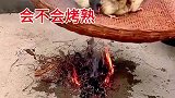 大火烤小鸡，会不会烤熟