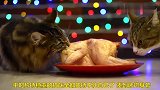 猫咪吃烤鸡，真是太香了