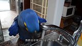 鹦鹉为小主人拔牙，整个过程行云流水，动作快准狠连麻药都省下了