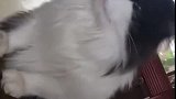 猫：多久开饭呀，咋没准备我的小鱼干呢！