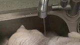 猫咋回事，我咋喝不到水呢！