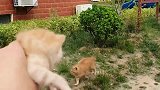 橘猫出去浪不想回家，拿出孩子，还不是百米冲刺回来