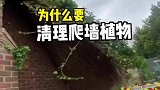 爬墙植物爬满一墙，为什么要花钱把它们清理掉呢