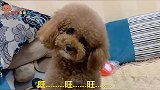 泰迪没睡醒，主人用独特的方法给泰迪，清醒清醒