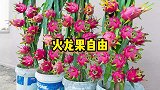 用废弃水桶在家扦插种植火龙果，轻松实现火龙果自由