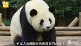 心机大熊猫为吃好吃的装怀孕数月，被当众揭穿