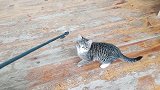 逗一下家里的小猫咪，还挺好玩的