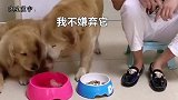 金毛艾迪有多聪明，看完这个你会觉得，它肯定不是一只狗