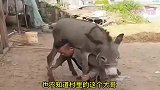 爆笑：农村大哥非要跟驴过不去！