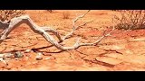 高分动画短片《兔耳袋狸》兔耳袋狸在荒原偶遇了一只白色的雏鸟